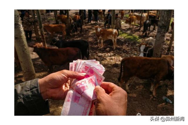 jkmtl00是什么型号，jkmal00是什么型号的（2020年凉山第二届全民手机摄影大展作品欣赏）