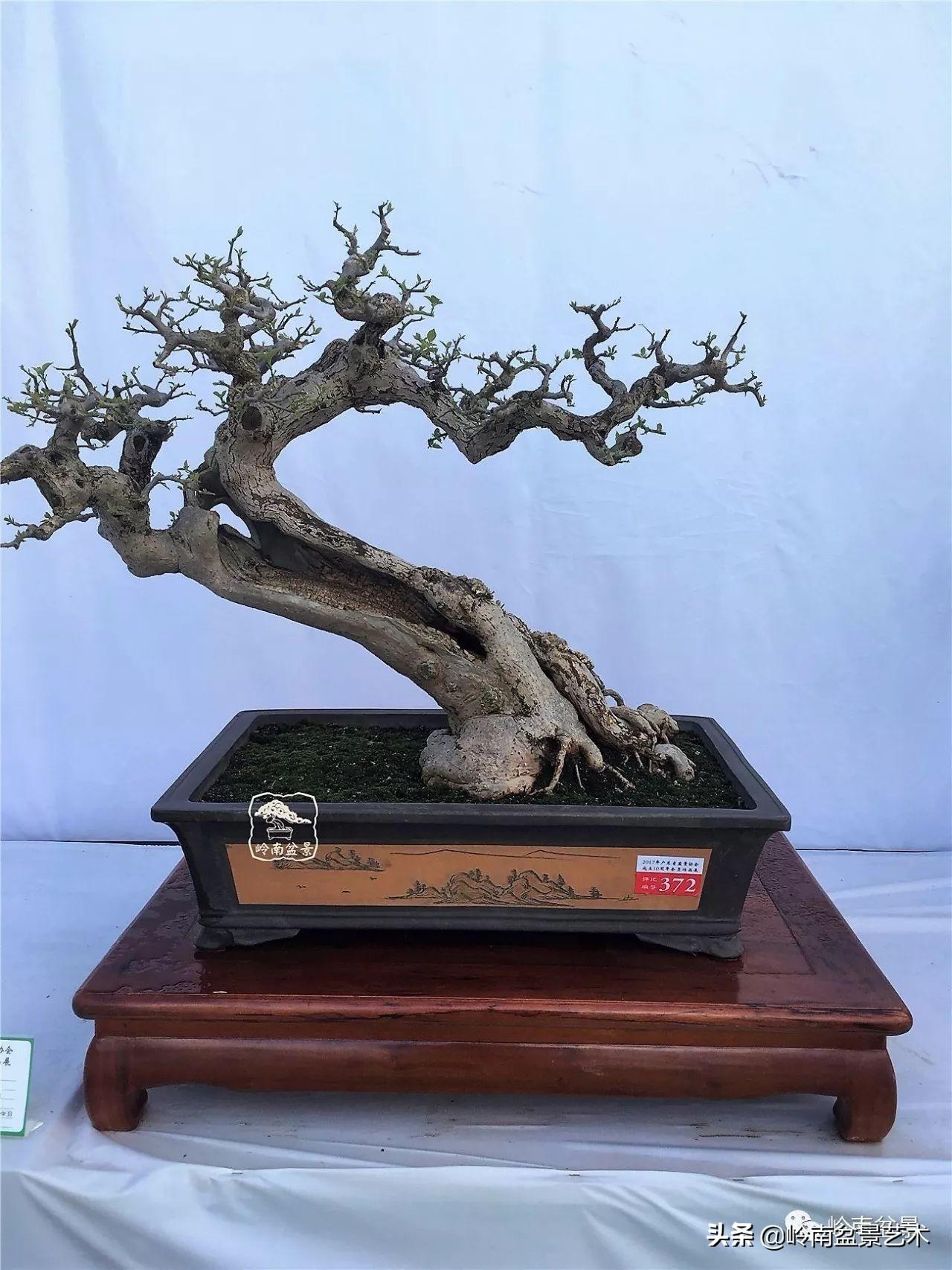 文人式三角梅盆景(我只说一个"服"字!) - 彝家农业网