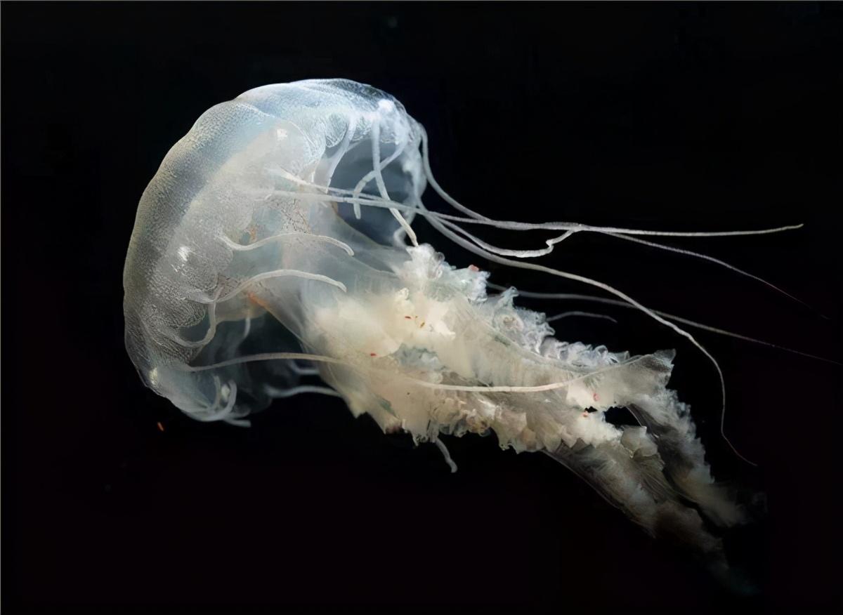 你以为它是水母,其实它是海蜇