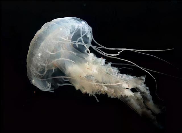 水母和海蜇头是什么关系，水母和海蜇头是什么关系图片（我们平时吃的都是海蜇皮和海蜇头）