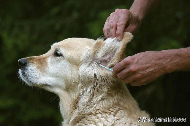 狗狗耳朵护理小常识，狗狗耳朵日常怎么护理（也许它们可以给你一份意外的收获）
