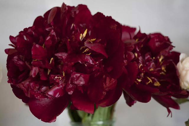 芍药有多少个品种，芍药品种介绍及图片（天暖后“国色天香满园春”）