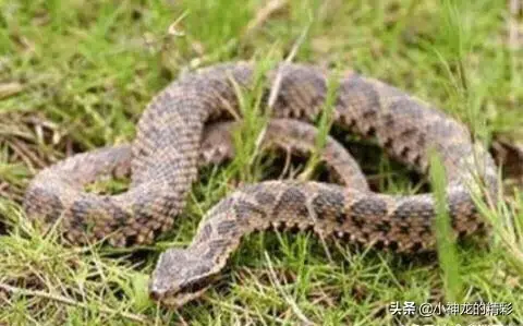 毒蛇为什么守护人参，100000米长的蟒蛇（ 专家给出的解释）