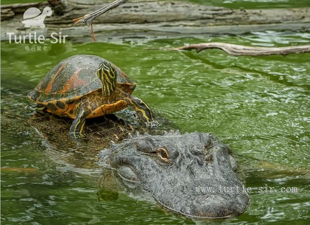 成语缩头什么颈，头缩颈的近义词（全程高能来袭第一季）