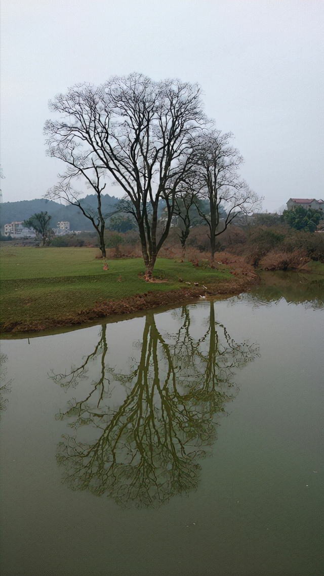  桑梓地什么意思，埋骨何须桑梓地里的桑梓是什么意思