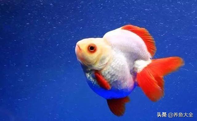 金鱼都有什么品种，金鱼有多少种品种（高颜值金鱼，养金鱼就选这些）