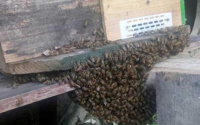 哪种蜜蜂最容易出巢，中华蜜蜂的品种特性