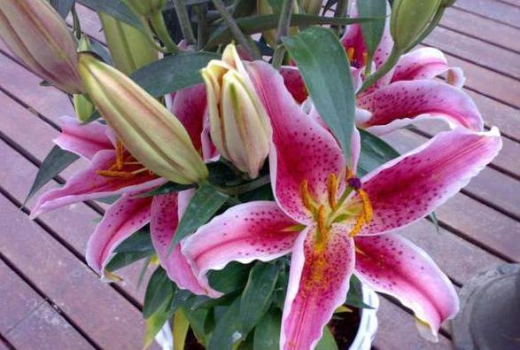 怎样养百合花，如何水养百合花（想让百合花长得好）