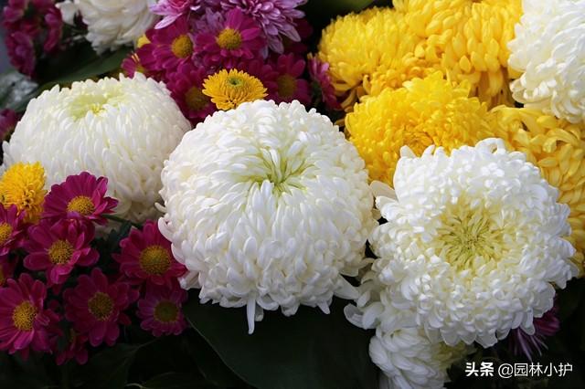 菊花是什么意思，菊花的意思和含义是什么（不同品种的菊花花语）