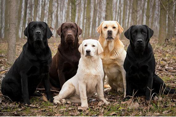 拉布拉多犬训练方法，拉布拉多犬的训练方法（但仍需要主人好好训练）