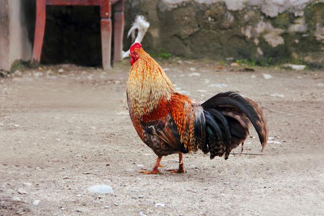 尾巴怎么读，polya尾巴怎么读（一年级《6比尾巴》教师笔记）