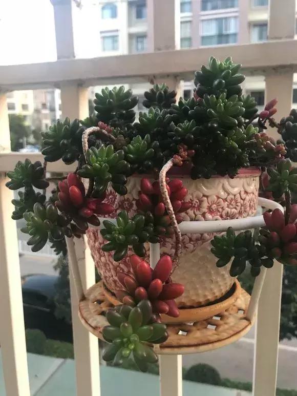 虹之玉怎么换盆,虹之玉换盆需要浇水吗(多肉虹之玉入夏注意3点) 虹之玉怎么换盆,虹之玉换盆需要浇水吗(多肉虹之玉入夏注意3点)