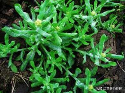 鼠尾草适合南方还是北方，鼠尾草是怎样进行插枝繁殖的