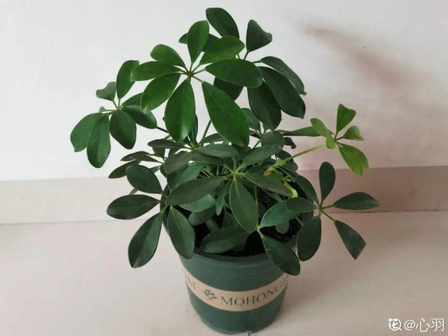 吸收甲醛的植物，哪种植物具有吸收甲醛的功能（净化空气最厉害）