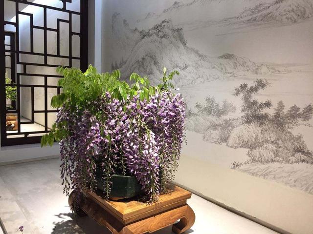 紫藤盆景怎么养，紫藤盆景怎么养护（怎么才能造型好，温馨飘逸）