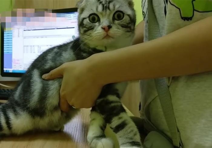 猫体检多少钱 给猫做体检一般需要多少钱