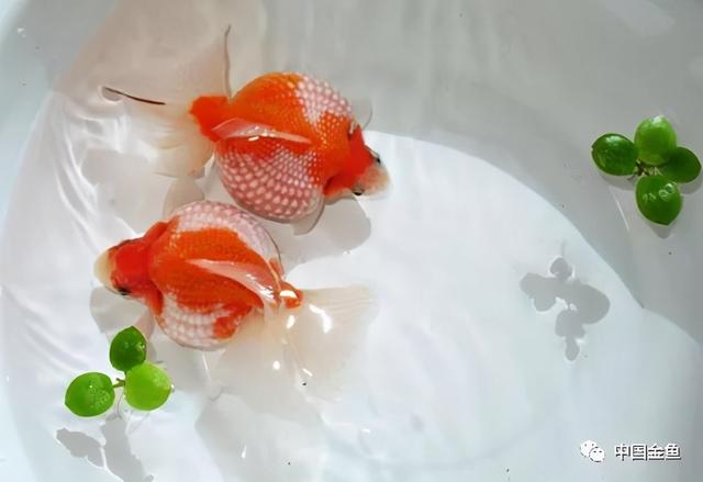 鱼怎么繁殖下一代，鱼是怎么繁殖后代的（春天到了，孕育鱼宝宝）