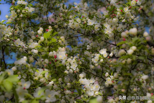 海棠花古诗美图38首