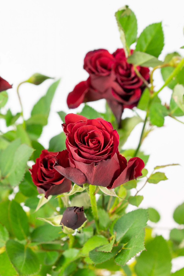 月季花有什么特点，月季花有什么特点长什么样子（月季、蔷薇和玫瑰傻傻分不清楚）