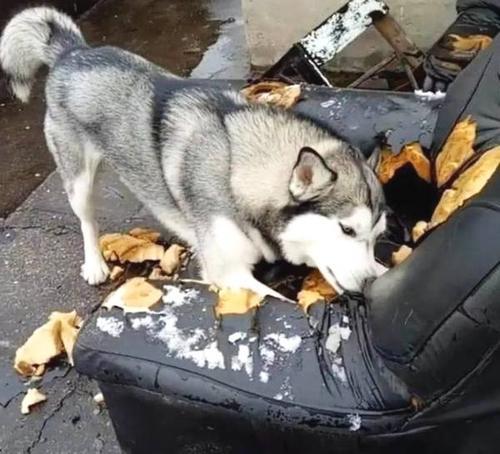 哈士奇智商排名，哈士奇的智商到底有多低（不是所有哈士奇都很“傻”）