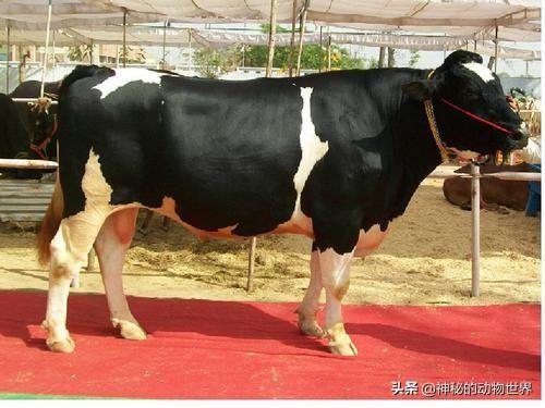 炼奶是什么，炼奶可以做什么（奶油、黄油、芝士、炼乳是牛奶如何加工来的）