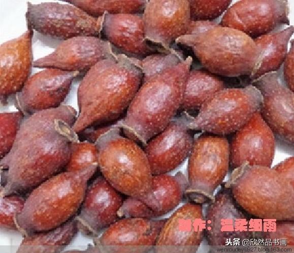 白玉菩提的寓意与作用，白玉菩提寓意什么意思（菩提子种类全图解）