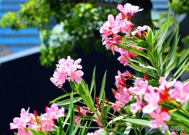黄婵也是夹竹桃科属的，夹竹桃科植物有哪些（夹竹桃丰润艳丽、花期长）