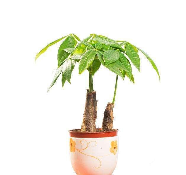 发财树烂根还能活吗，分清这2种情况，它还能救活