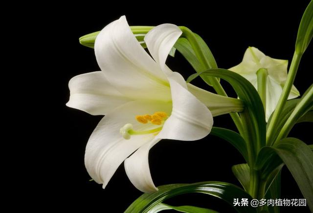 百合花有多少品种，百合品种一览表（百合品种100余种）