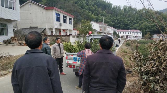 油茶苗价格多少钱一棵，油茶苗多少钱一棵（茶树3毛5一棵油茶树2元一棵）