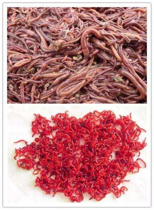 蚯蚓钓鱼三大禁忌揭秘，与红虫饵料实战对比谁更胜一筹？