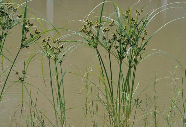 头状穗莎草多生长于水边沙土上或路旁阴湿的草丛中