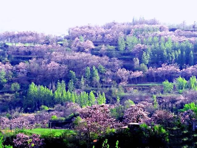 泡桐花（泡桐花花语，泡桐花～紫瓣黄蕊胭脂韵（泡桐花花语是什么）
