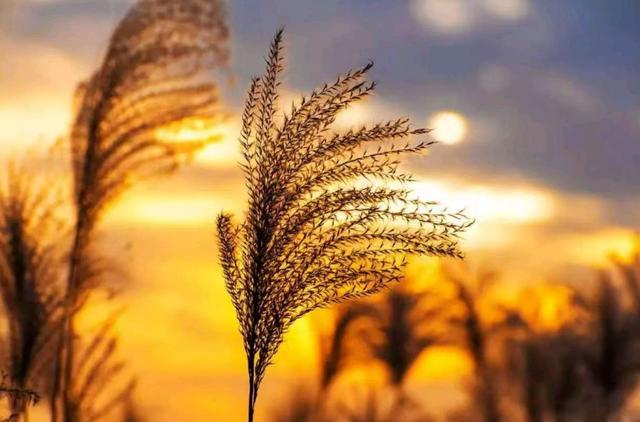 怀念过去的诗句，十首回忆诗词（感慨岁月催人老的古诗词）