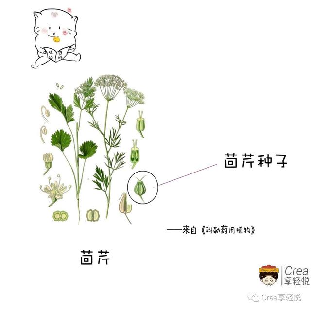 茴芹和茴香区别，真的不是一个单独的存在