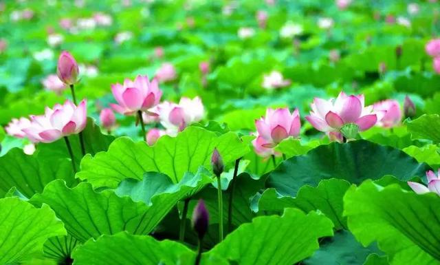 冬至饺子夏至面下一句是什么，冬至饺子夏至面完整句子是什么（今日夏至，向阳而立，拥抱缤纷）