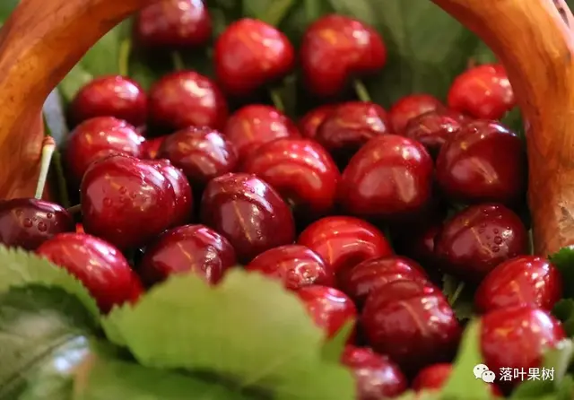 樱桃的特点，欧洲波兰甜樱桃与酸樱桃的商品化栽培历程（樱桃的特点）