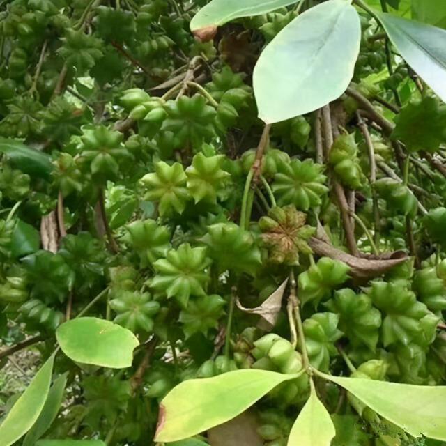 八角种子在哪里有卖_八角种子可以直接种吗，市场上买的八角能做种子吗（八角育苗几月种植好）