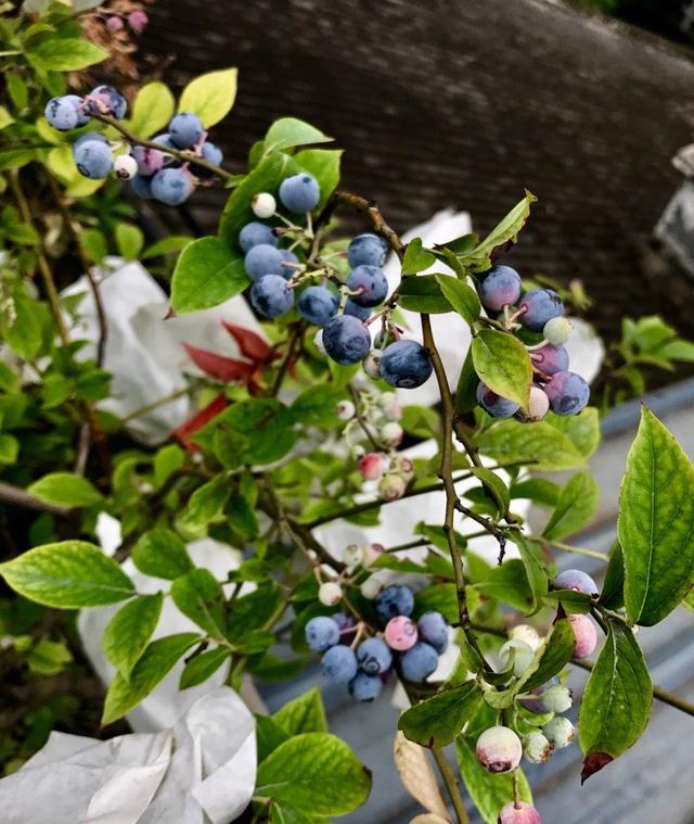 蓝莓树苗怎么种植，蓝莓树苗怎么种植阳光（枝叶繁茂根系发达顺利挂果）