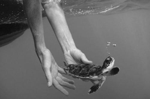 放生是什么意思，可能没有福报，反种下恶果