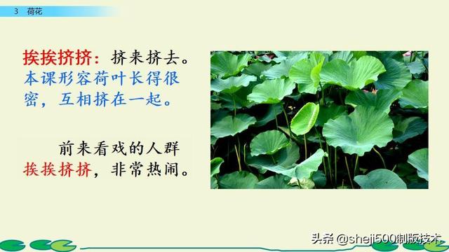 莲蓬的蓬是不是读轻声，莲蓬的蓬为什么读轻声（部编版语文三年级下册第3课《荷花》图文讲解）