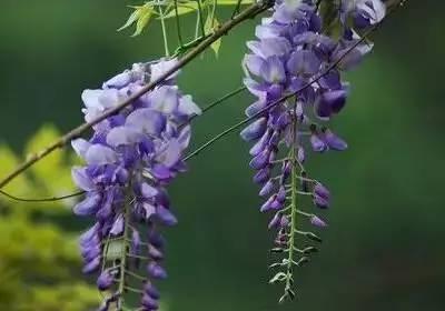 芙蓉花花语，芙蓉花花语及寓意（100种花的花语，太全了！）