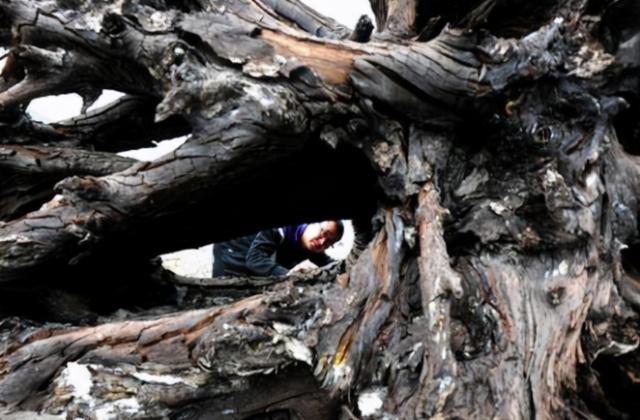 什么是乌木，“家有乌木半方（乌木是什么木材）