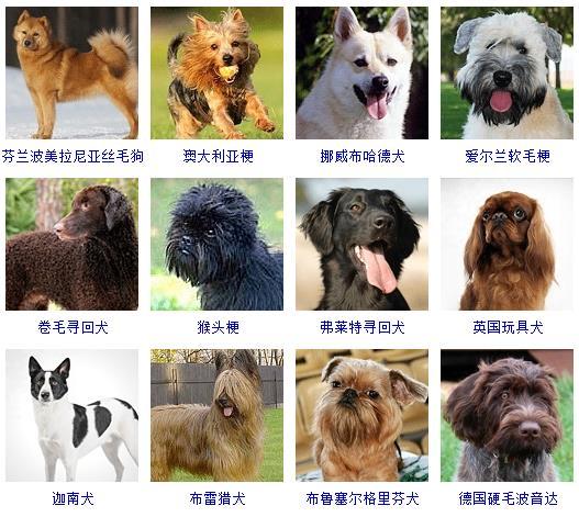 72种名犬图片及名字，72种名犬小型犬（宠物狗品种图片大全）