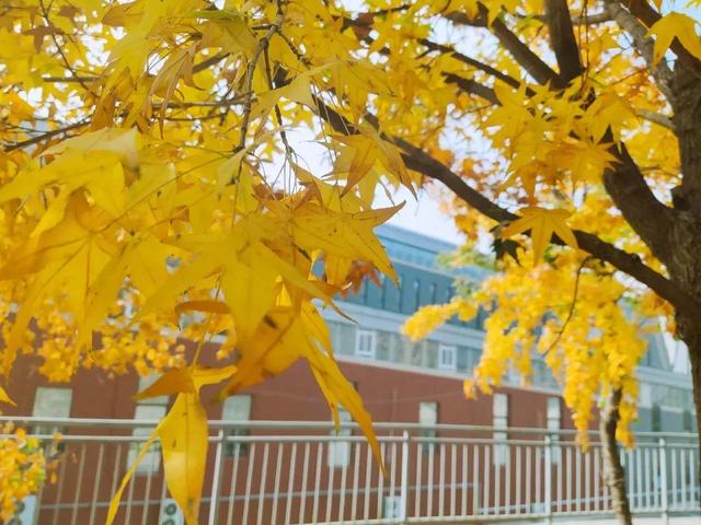 大连财经学院学费，2021年大连财经学院录取通知书查询入口_什么时候收到及发放时间（<八>大连财经学院）