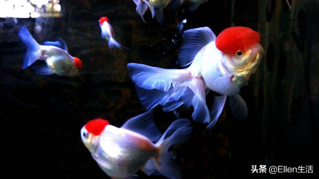 金鱼的图片大全，金鱼图片微信头像（其实他还有着美好的寓意）