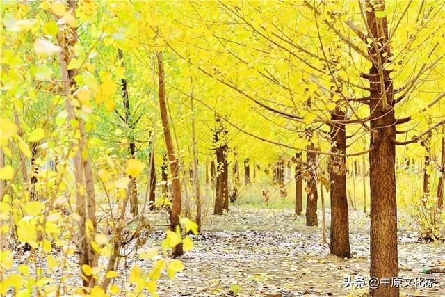 秋分的意思，秋色宜人的意思（俗话说“白露秋分夜）