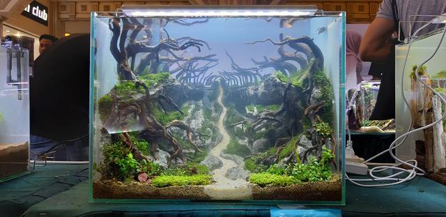 水草造景教程，简单水草造景图片（鱼缸造景比赛作品欣赏）