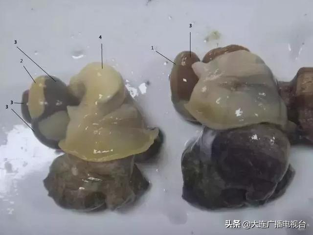 蒸海螺哪里不能吃,海螺可以蒸么(大连海鲜的这些地方能吃吗) 蒸海螺哪里不能吃,海螺可以蒸么(大连海鲜的这些地方能吃吗)
