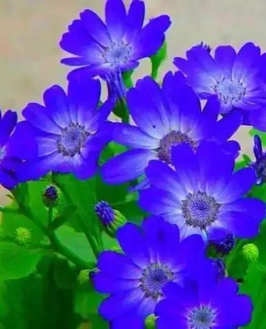 蓝色的菊花